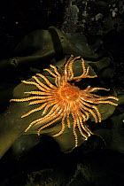 Estrella sea star (Labidiaster annulatus) outstretched on kelp, Antarctic Peninsula, Antarctica, Southern Ocean.