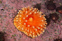 Salmon anemone (Isotealia antarctica) on a pink rock, Antarctic Peninsula, Antarctica, Southern Ocean.