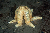 Sea star (Diplasterias brucei) feeding on the seabed, Antarctic Peninsula, Antarctica, Southern Ocean.