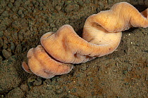 Proboscis worm (Parborlasia corrugata) on the seabed, Antarctic Peninsula, Antarctica, Southern Ocean.