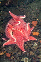 Sea stars (Odontaster validus) feeding on seabed, Antarctic Peninsula, Antarctica, Southern Ocean.