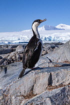 Imperial shag (Leucocarbo atriceps albiventer) standing on rock with snow fields in background, Fish Islands, Antarctic Peninsula, Antarctica.