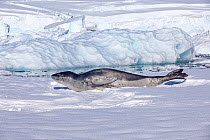 Leopard seal (Hydrurga leptonyx) resting on snow. Prospect Point, Antarctic Peninsula, Antarctica.