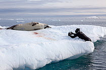 Crabeater seal (Lobodon carcinophaga) resting on ice being approached by an underwater photographer, Petermann Island, Antarctic Peninsula, Antarctica, Southern Ocean.