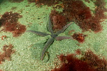 Sea star (Cosmasterias lurida) on sandy seabed surrounded by Langoustine (Nephrops norvegicus), Beagle Channel, Tierra del Fuego, Argentina.