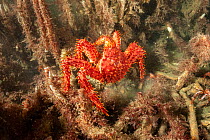 Southern king crab (Lithodes santolla) moving over the seabed, Beagle Channel, Tierra del Fuego, Argentina.