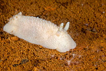 Nudibranch (Austrodoris kerguelenensis) on seabed, Antarctic Peninsula, Antarctica, Southern Ocean.