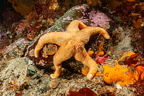 Sea star, probably (Glabraster antarctica) on the seabed. Antarctic Peninsula, Antarctica, Southern Ocean.