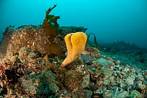 Sponge probably (Clathria (Axosuberites) nidificata) on rocky seabed. Antarctic Peninsula, Antarctica, Southern Ocean.