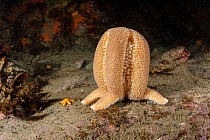 Sea star (Diplasterias brucei) feeding on seabed, Antarctic Peninsula, Antarctica, Southern Ocean.