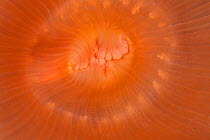 Salmon anemone (Isotealia antarctica) mouth detail, Antarctic Peninsula, Antarctica, Southern Ocean..