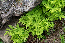 Oak fern (Gymnocarpium dryopteris). Swiss Alps, Switzerland.