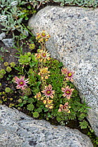 Mountain houseleek (Sempervivum montanum) flowering among rocks, Swiss Alps, Switzerland. June.