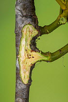 Mistletoe (Viscum album) attached to host plant, cross section.
