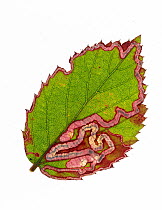 Leaf miner of Golden pygmy moth (Stigmella aurella) in Bramble leaf, Surrey, UK.