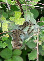 Lackey moth (Malacosoma neustria) caterpillars in silk 'tent' among foliage, Cornwall, UK. May.