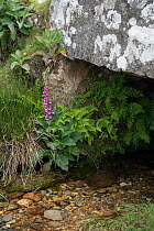 Foxglove (Digitalis purpurea) growing along bank  of a stream under a stone bridge, Cornwall, UK. May.