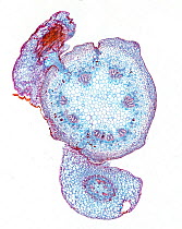 Dodder (Cuscuta sp.) transverse section through stem of host plant showing haustoria of the parasite.