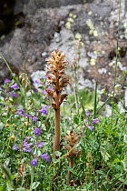 Clove-scented broomrape (Orobanche caryophyllacea) growing among wildflowers, Swiss Alps, Switzerland. June.