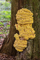 Chicken of the woods fungus (Laetiporus sulphureus) growing on tree trunk, Surrey, UK. May.