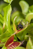 Venus fly trap (Dionaea muscipula) with a trapped fly. Controlled conditions.