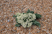 Sea kale (Crambe maritima) flowering on shingle beach, Dungeness, Kent, UK. June.