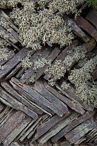 Sea ivory lichen (Ramalina siliquosa) growing on traditional herringbone pattern Cornish stone wall, Bedruthan Steps, Cornwall, UK. May.