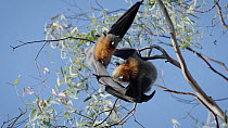 Grey-headed flying-fox (Pteropus poliocephalus) oral sex followed by unsuccessful mating, then female climbs away with male in pursuit, Yarra Bend Park, Fairfield, Victoria, Australia, April.