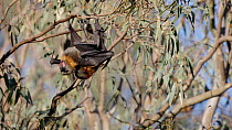Grey-headed flying-fox (Pteropus poliocephalus) pair mating, Yarra Bend Park, Fairfield, Victoria, Australia, April.