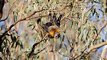 Grey-headed flying-fox (Pteropus poliocephalus) pair mating, Yarra Bend Park, Fairfield, Victoria, Australia, April.