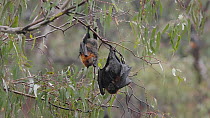 Grey-headed flying-fox (Pteropus poliocephalus) male attempting pre-mating behaviour with female carrying a pup, before being rejected and moves away, Yarra Bend Park, Fairfield, Victoria, Australia,...