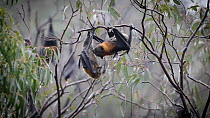 Grey-headed flying-fox (Pteropus poliocephalus) male licking female genitalia, then cleaning his genitals, Yarra Bend Park, Fairfield, Victoria, Australia, April.