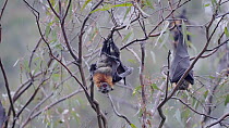 Grey-headed flying-fox (Pteropus poliocephalus) pair mating with male biting the female's neck, Yarra Bend Park, Fairfield, Victoria, Australia, April.