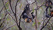 Grey-headed flying-fox (Pteropus poliocephalus) male licking female genitalia, Yarra Bend Park, Fairfield, Victoria, Australia, April.