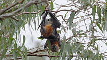 Grey-headed flying-fox (Pteropus poliocephalus) male mating with a female who is holding her young pup, Yarra Bend Park, Fairfield, Victoria, Australia, April.