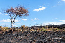 Common gorse (Ulex europaeus) bushes and a Silver birch (Betula pendula) tree charred remains within a 5 hectare patch of heathland burnt by a major fire, likely caused by a disposable barbecue found...