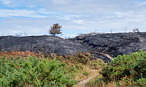 Closed footpath through Studland Heath, with surviving Common gorse bushes (Ulex europaeus) outside a 5 hectare patch of heathland burnt by a major fire, likely caused by a disposable barbecue found a...