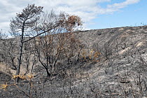 Charred remains of Common gorse (Ulex europaeus), Scots pine (Pinus sylvesfris) and Silver birch (Betula pendula) trees within a 5 hectare patch of heathland badly burnt by a major fire, likely caused...