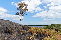 Charred remains of Common gorse (Ulex europaeus) bushes and Silver birch (Betula pendula) tree at the edge of a 5 hectare patch of heathland badly burnt by a major fire, likely caused by a disposable...