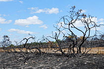 Common gorse (Ulex europaeus) charred remains of bushes within a 5 hectare patch of heathland badly burnt by a major fire, likely caused by a disposable barbecue found at an unauthorised camp after a...