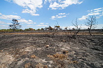 Bare ground and charred remains of Common gorse (Ulex europaeus) bushes within a 5 hectare patch of heathland badly burnt by a major fire, likely caused by a disposable barbecue found at an unauthoris...