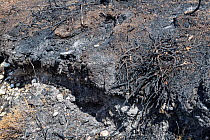 Bare ground and charred remains of Common gorse (Ulex europaeus) bushes within a 5 hectare patch of heathland badly burnt by a major fire, likely caused by a disposable barbecue found at an unauthoris...