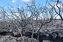 Common gorse (Ulex europaeus) charred remains of bushes within a 5 hectare patch of heathland badly burnt by a major fire, likely caused by a disposable barbecue found at an unauthorised camp after a...