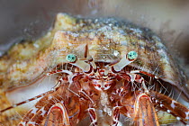 Striped hermit crab (Pagurus anachoretus) close up portrait, Marine Protected area Punta Campanella, Costa Amalfitana, Italy, Tyrrhenian Sea.