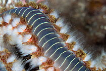 Detail of Bearded fireworm (Hermodice carunculata), Marine Protected area Punta Campanella, Costa Amalfitana, Italy, Tyrrhenian Sea.