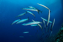 Shoal of Barracuda (Sphyraena sphyraena), Marine Protected area Punta Campanella, Costa Amalfitana, Italy, Tyrrhenian Sea.