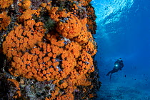 Scuba diver looking at a mass of Star coral (Astroides calycularis) covering a rock, Marine Protected area Punta Campanella, Massa Lubrense, Italy, Tyrrhenian Sea.