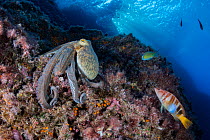 Common octopus (Octopus vulgaris) moving over rocks, Marine Protected area Punta Campanella, Costa Amalfitana, Italy, Tyrrhenian Sea.