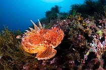Great rockfish (Scorpaena scrofa) on rocks, Marine Protected area Punta Campanella, Costa Amalfitana, Italy, Tyrrhenian Sea.