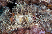 Common octopus (Octopus vulgaris) camouflaged on rocks, Marine Protected area Punta Campanella, Costa Amalfitana, Italy, Tyrrhenian Sea.